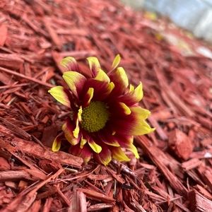 Meet your Posher, Madeline